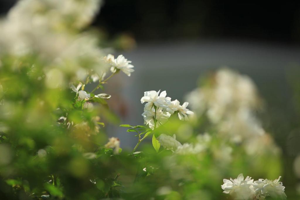 Villa Olmi Firenze - Resim 38