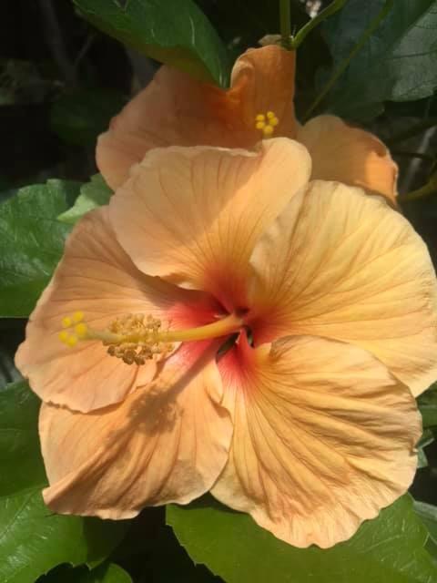 Durie Vale Retreat - Resim 27