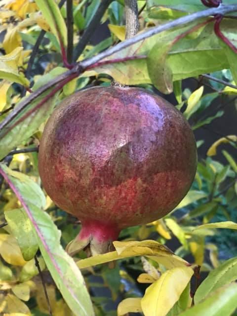 Durie Vale Retreat - Resim 30