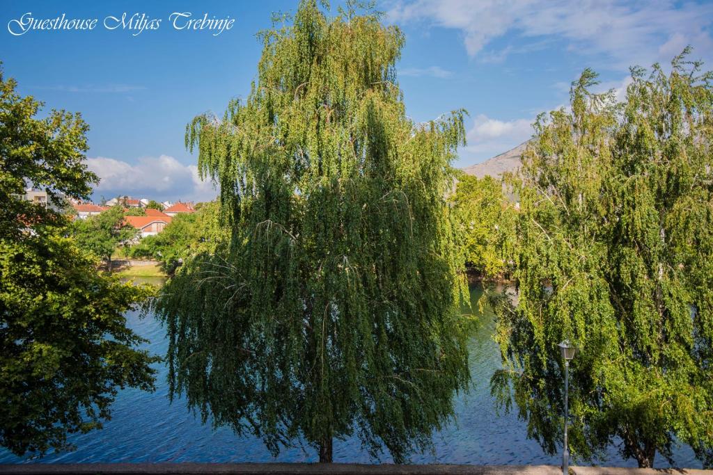 a weeping willow tree hanging over a lake at Smještaj Miljas Trebinje in Trebinje