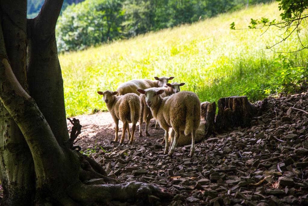 Altri animali domestici presso il bed & breakfast o nei dintorni