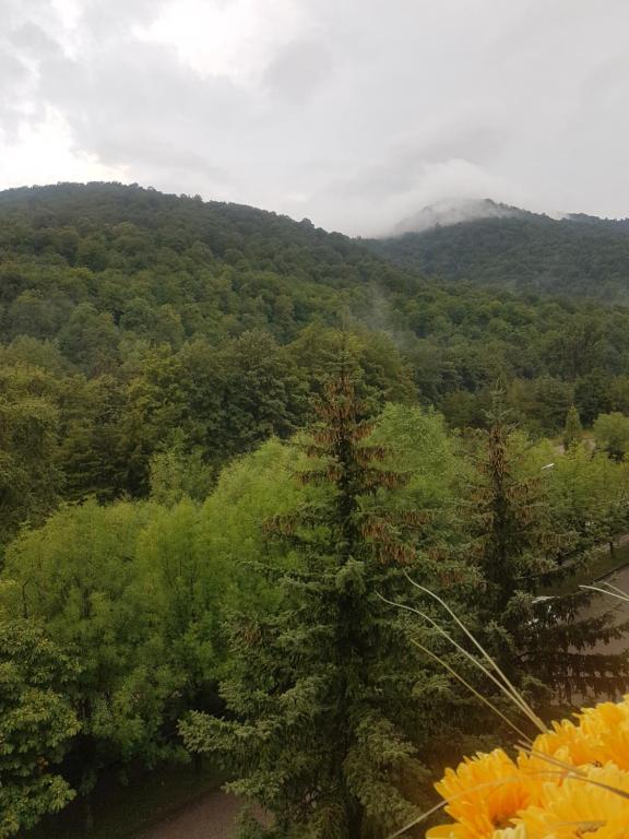 Blick auf einen Wald mit Bäumen und einen Berg in der Unterkunft Bel Apart in Dilidschan