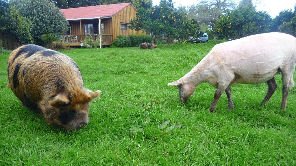 Altri animali domestici presso l'ostello o nei dintorni