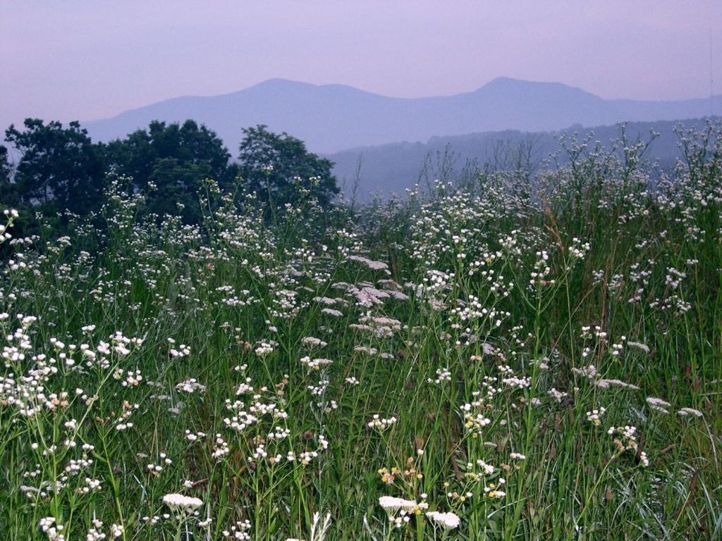 un campo pieno di fiori bianchi in un campo di Heartstone Country Retreat a Buena Vista