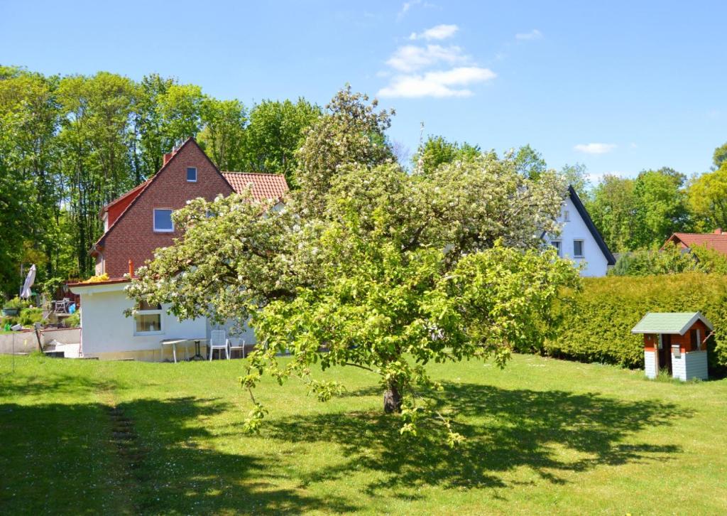 a tree in a field in front of a house at Ferienwohnung Waldblick Bückeburg in Bückeburg