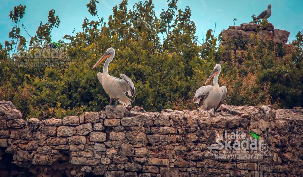 Green Field Apartments - 11