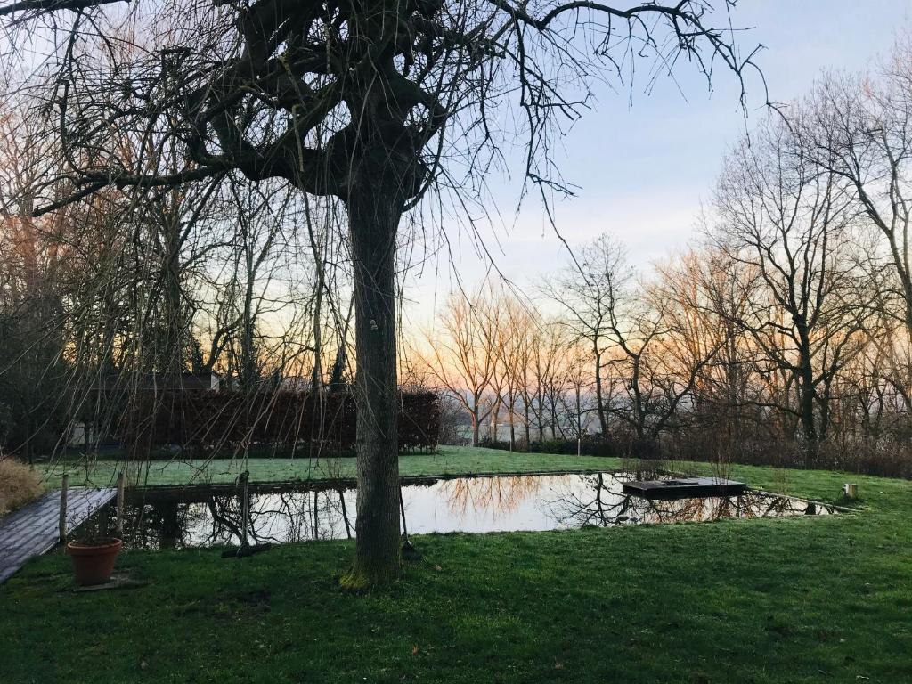 a tree in the grass next to a body of water at Panacée Guesthouses in Ronse