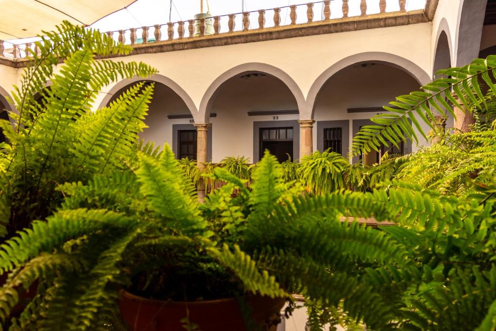 Zahrada ubytování Hotel Hidalgo