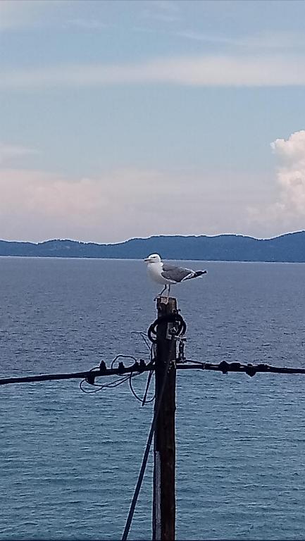 a bird sitting on top of a pole near the water at Diolkos 2 in Nea Roda