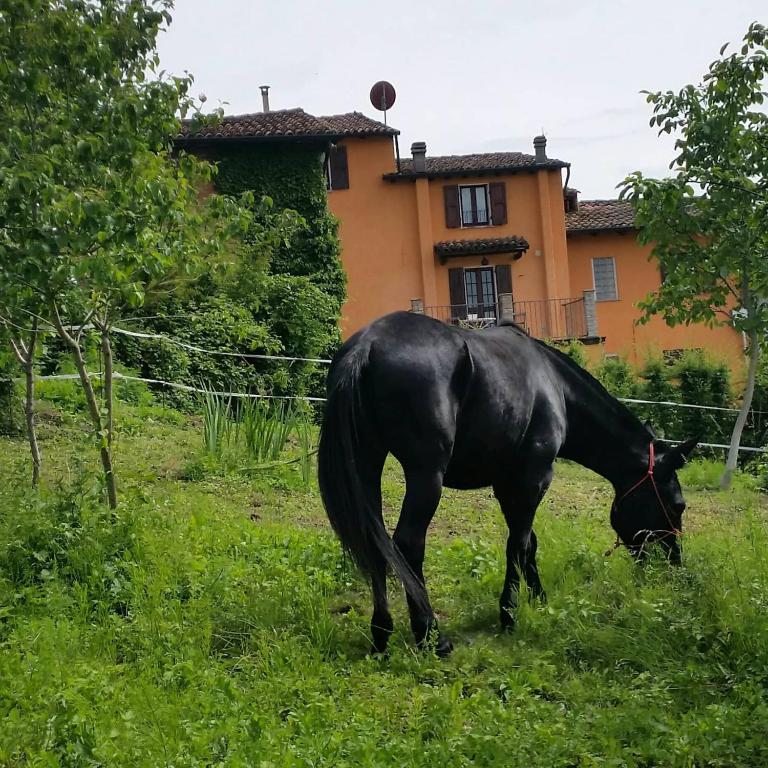 Zvířata v bed and breakfast nebo okolí