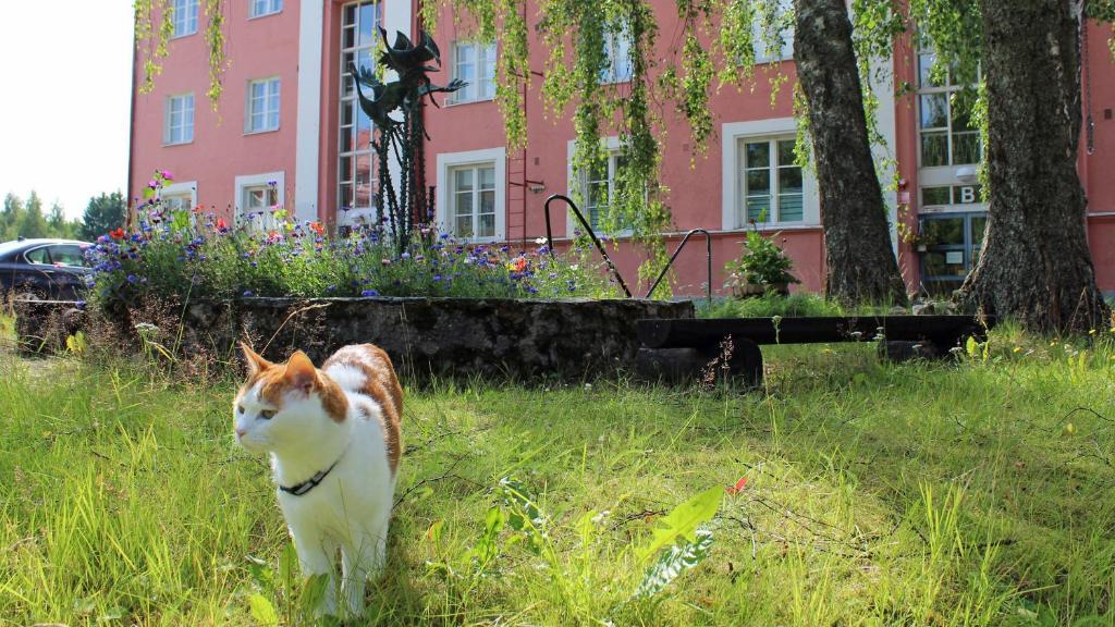 um gato parado na relva em frente a um edifício em Vanha Koulu em Suolahti