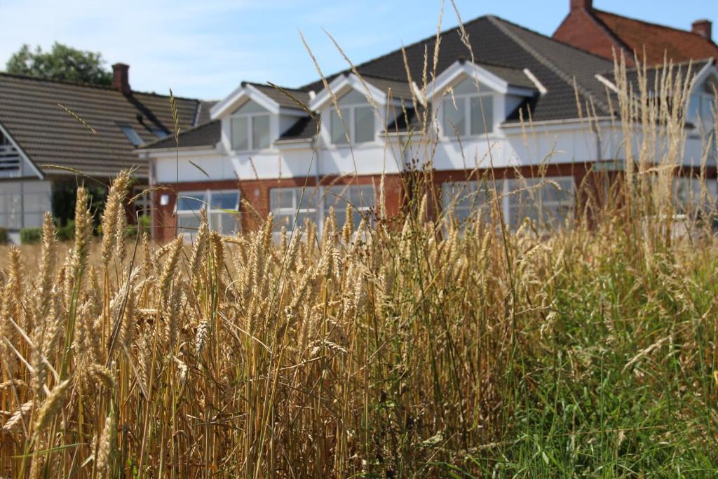 a house in front of a field of tall grass at Samsted in Middelfart