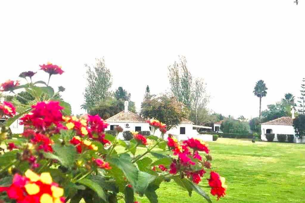 eine Gruppe von Blumen auf einem Feld mit Häusern im Hintergrund in der Unterkunft Cozy Beach House in Santa Luzia