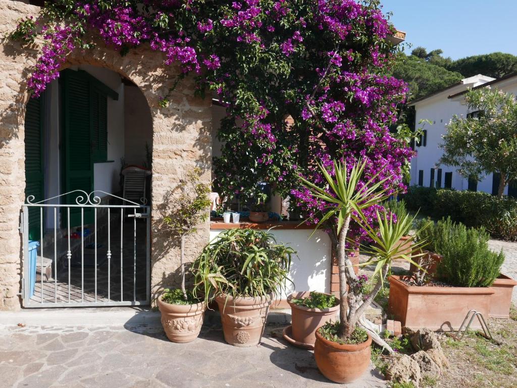 a group of potted plants in front of a house with purple flowers at Residence Augusto in Capoliveri