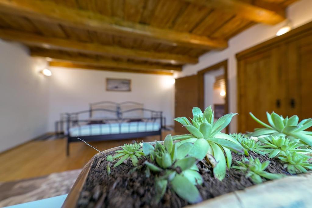 a room with a bed and plants on a table at Historický dom Kežmarok in Kežmarok