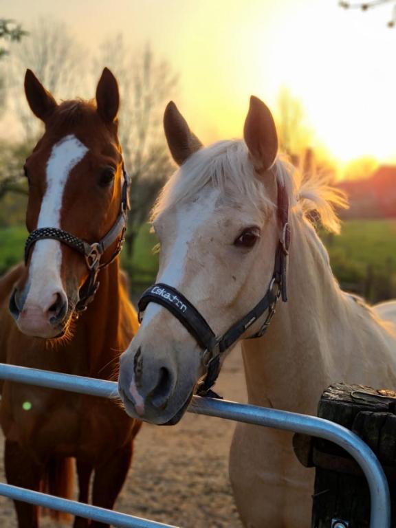 Hotel Gut Moschenhof - Resim 22