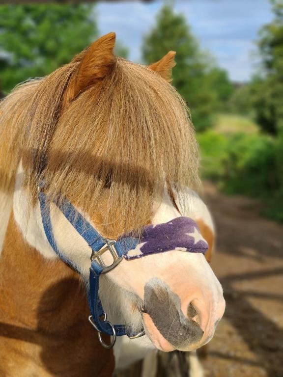 Hotel Gut Moschenhof - Resim 34