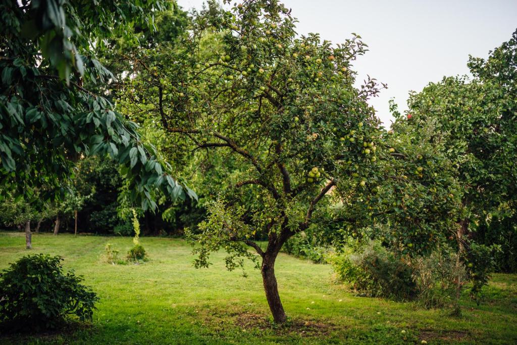 Zahrada ubytování Apartmán Pod borovicí