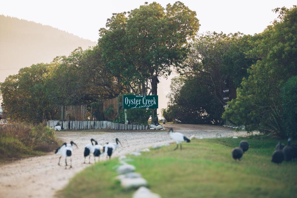 un grupo de aves caminando por un camino con un letrero de calle en Oyster Creek Lodge, en Knysna