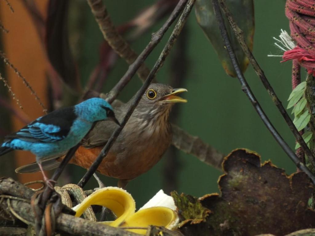  Casa na praia de Itamambuca na cidade de Ubatuba