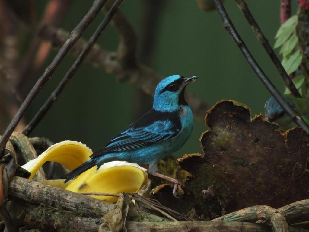  Casa na praia de Itamambuca na cidade de Ubatuba