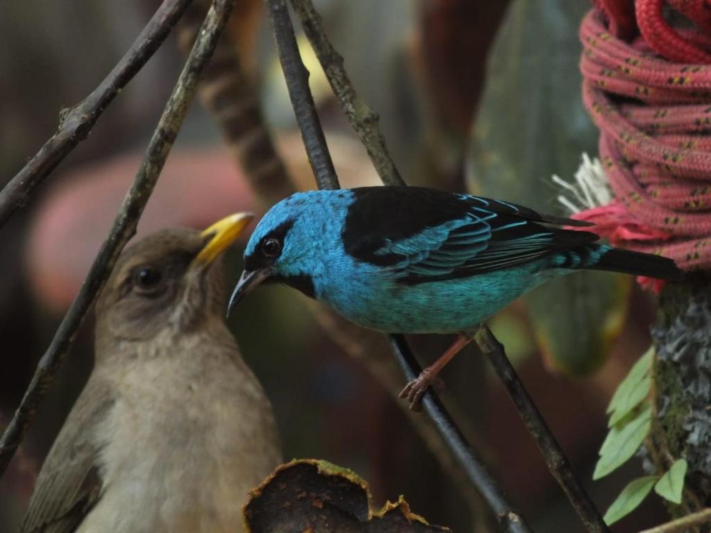  Casa na praia de Itamambuca na cidade de Ubatuba