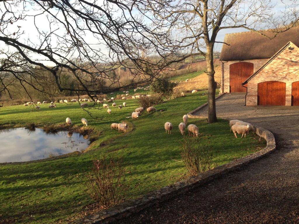 una manada de ovejas pastando en un campo con un granero en The Motor House, en Ledbury