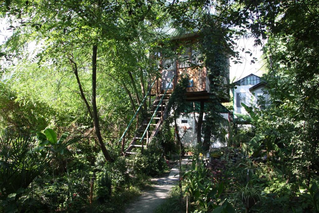 une échelle menant à une cabane dans les arbres dans la forêt dans l'établissement Robinson Crusoe, à Lagodekhi