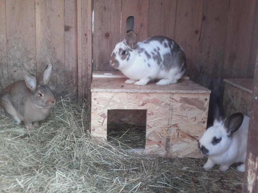 Zvířata v apartmánu nebo okolí