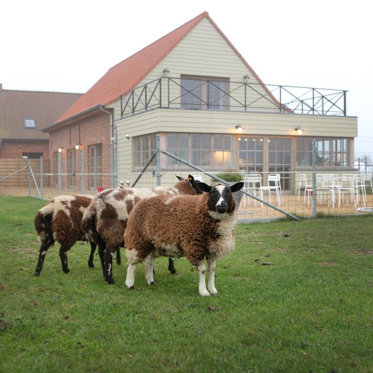 Zvířata v bed and breakfast nebo okolí
