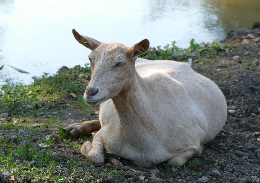 Zvířata v kempu nebo okolí