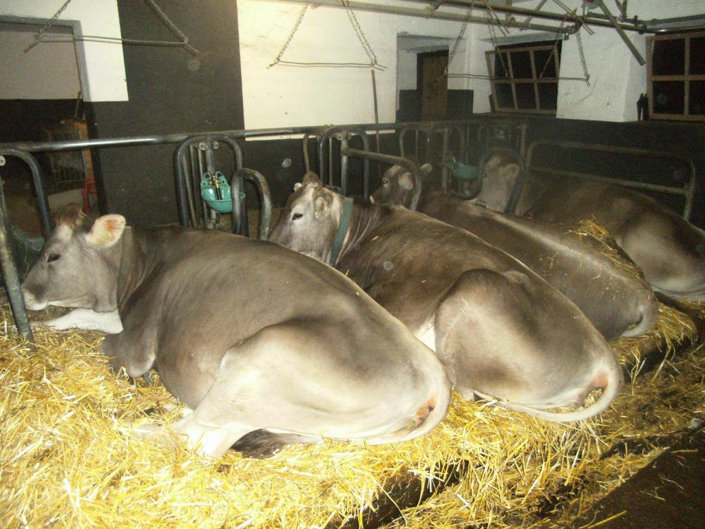 Zvieratá na farme alebo blízkom okolí