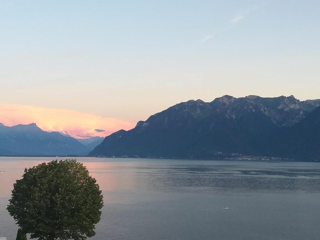 un albero in mezzo a un lago con le montagne di La Gremillette Gourmande Lavaux a Rivaz
