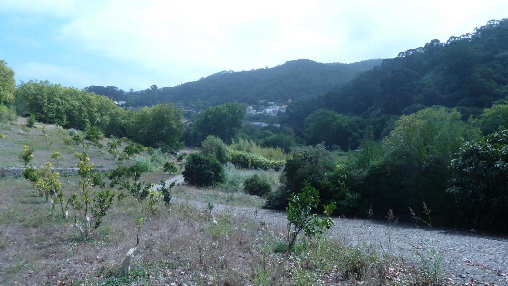 a view of a mountain with trees and a road at ribeira dos marinheiros amarelo in Sintra