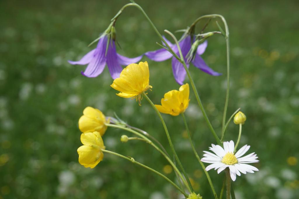Vonkajšia záhrada v ubytovaní Appartements Blumenwiese