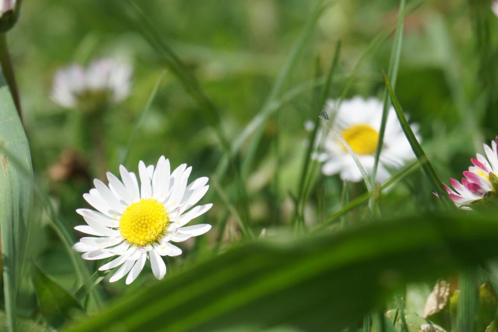 Vonkajšia záhrada v ubytovaní Appartements Blumenwiese