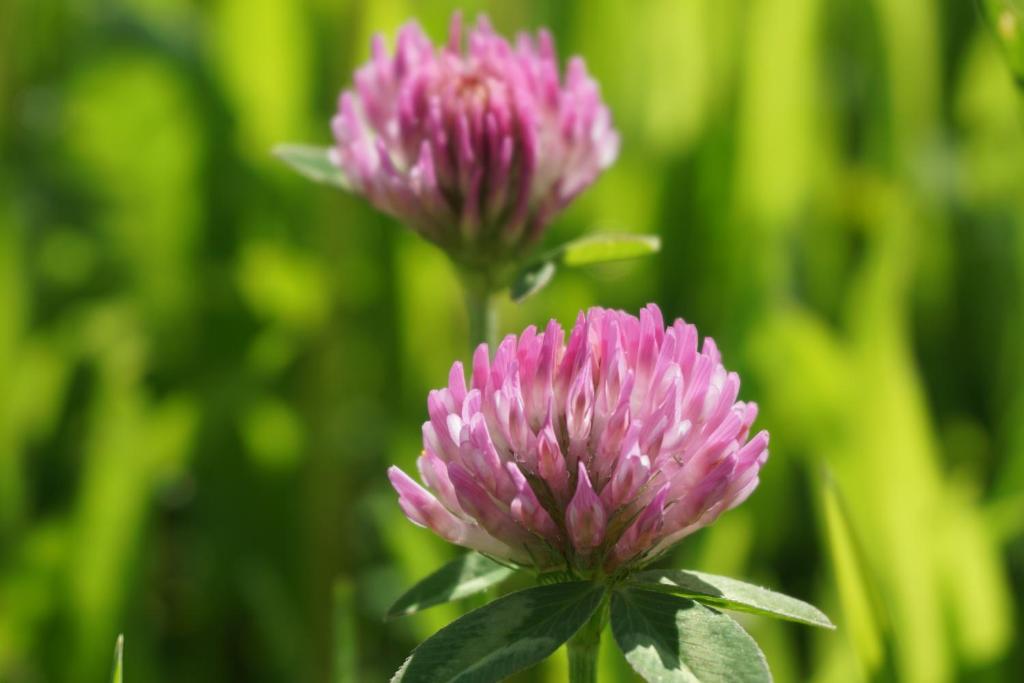 Vonkajšia záhrada v ubytovaní Appartements Blumenwiese