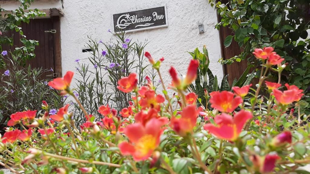 尼泰羅伊的住宿－Pousada Charitas Inn，一座花园,在一座建筑前种有红色花卉