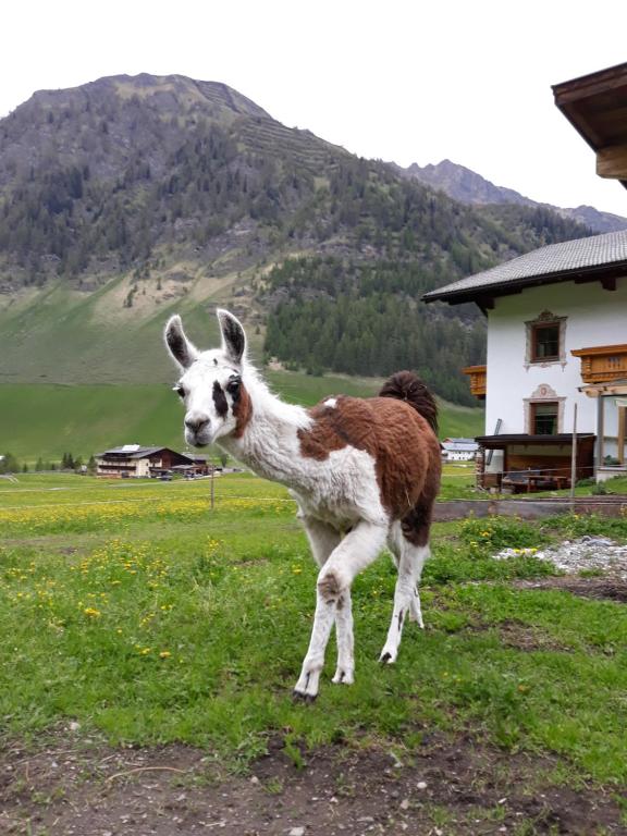 Zvířata v apartmánu nebo okolí