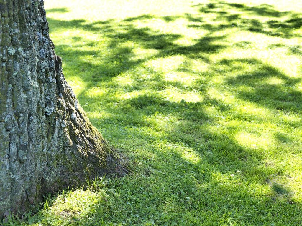 Zahrada ubytování Hotel B&BAlpenheim