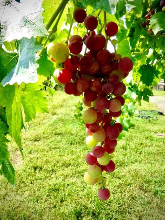 Vonkajšia záhrada v ubytovaní Agriturismo Parco Campofelice