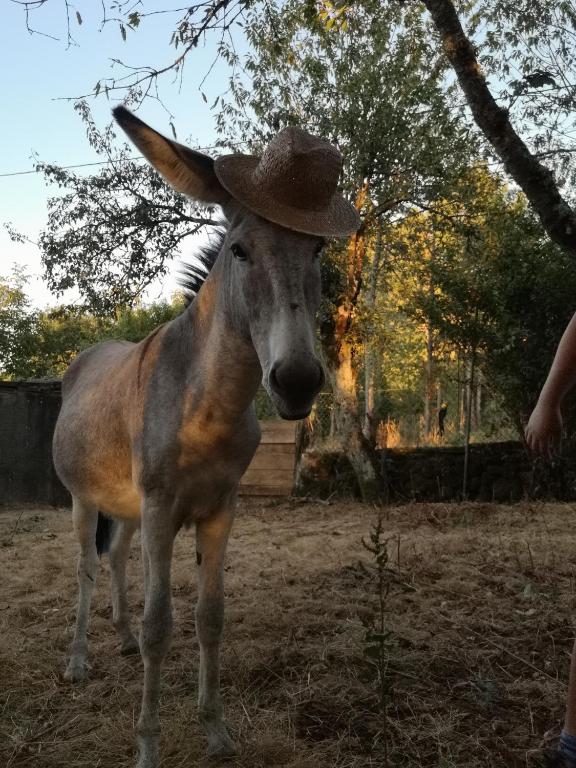 Fotografia z galérie ubytovania A Maquia Do Pousavedra v destinácii Sober