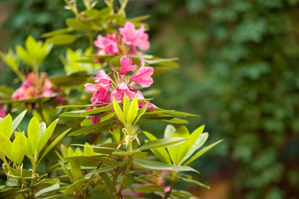 Steps-Hotel - Resim 41