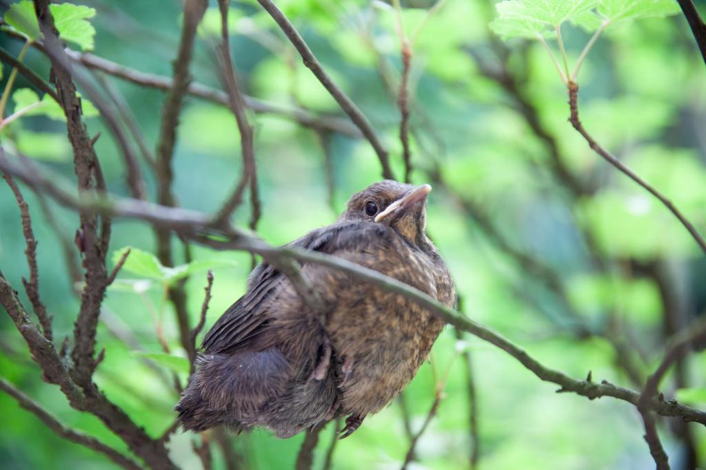 ホテルの敷地内または近くにいる動物