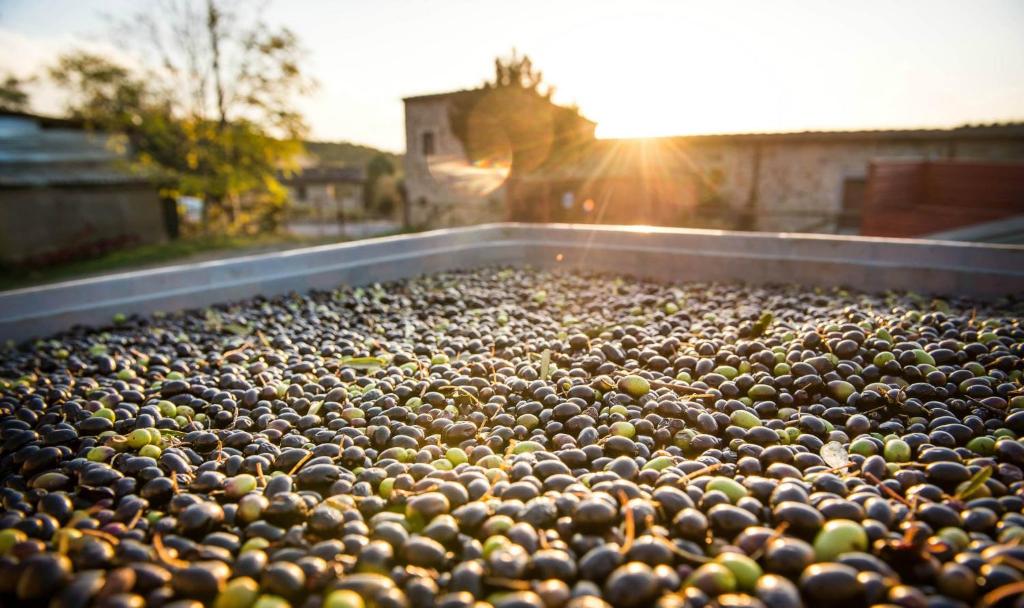 Agriturismo Grossola - 14