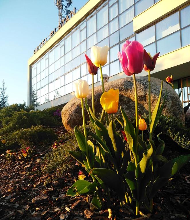 Hotel Platan - Resim 3