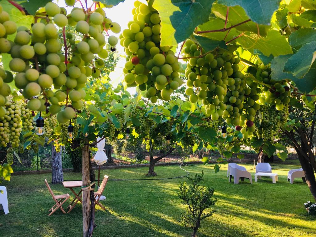 Une bande de raisins verts suspendus à un arbre dans l'établissement Az. Agr. Parco dei Buoi, à Larino