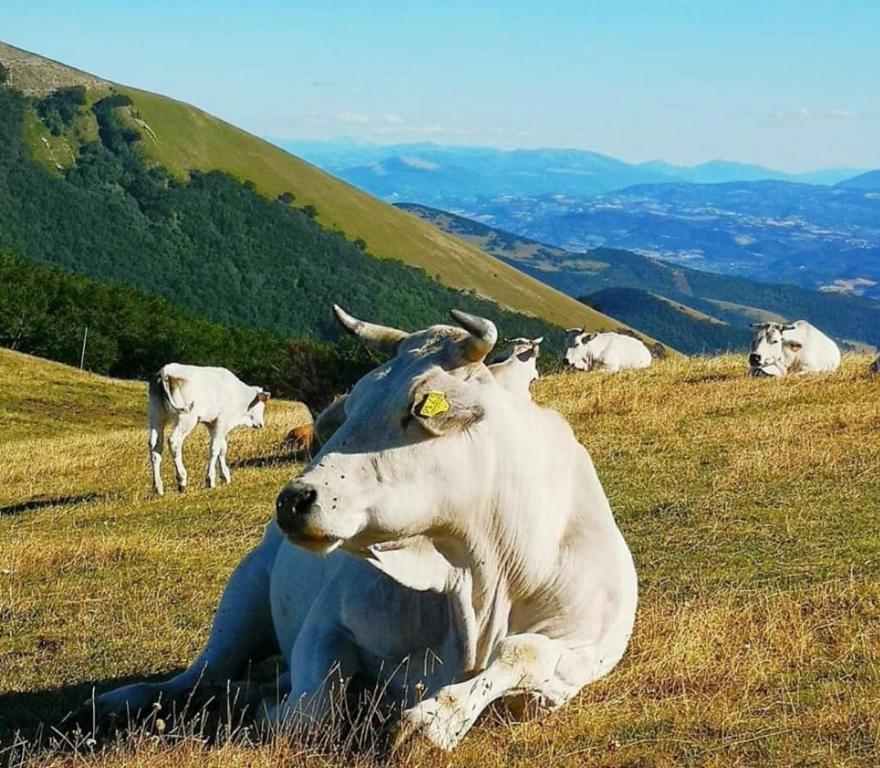 Állatok a panzióban vagy a közelben