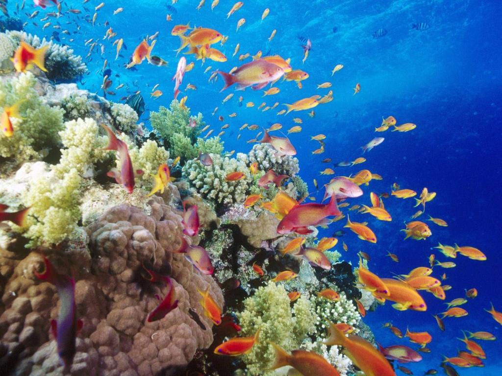 Fotografie z fotogalerie ubytování Bedouin Garden Village, hotel Dive v destinaci Aqaba