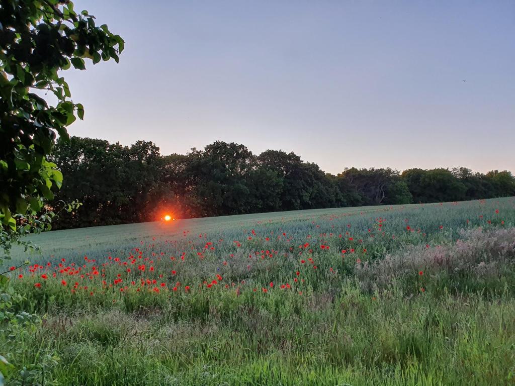 a field of flowers with a car in the distance at Pension Petersen in Bergen auf Rügen